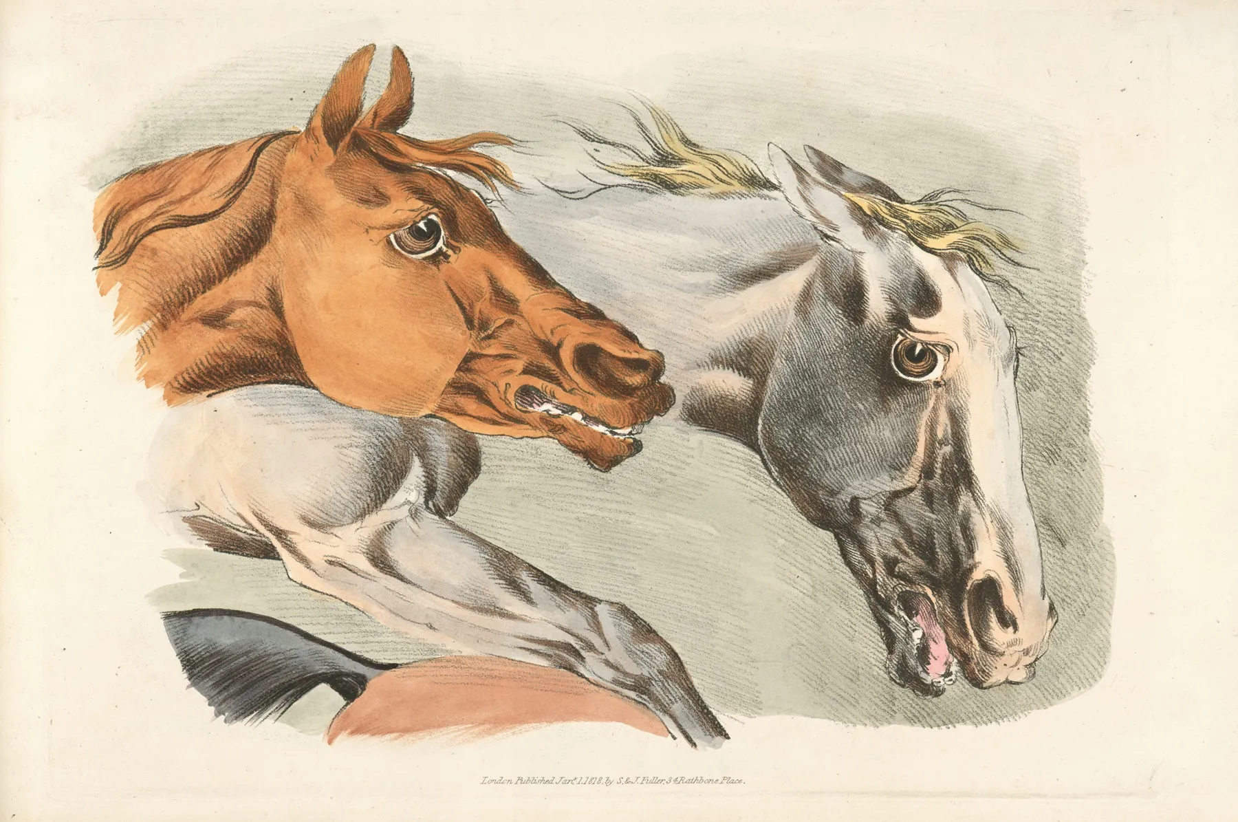 Parts Of A White And Brown Horses