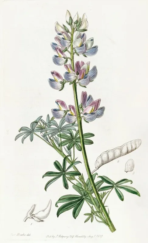 Party Coloured Lupine Wall Art by Sydenham Edwards - High-Resolution Digital Print