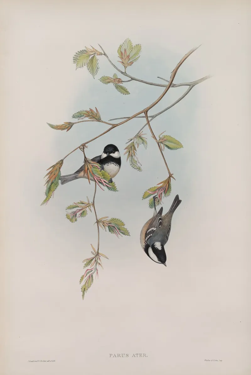 Parus Ater Coal Tit Wall Art by John Gould - High-Resolution Digital Print