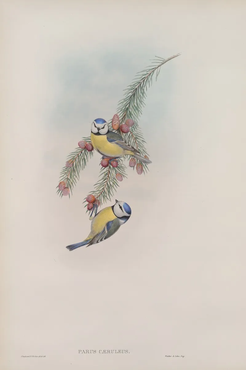 Parus Caeruleus Blue Tit Wall Art by John Gould - High-Resolution Digital Print