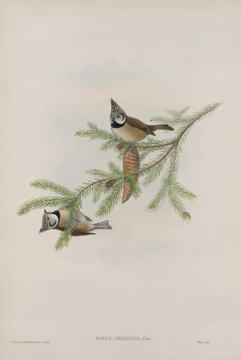 Parus Cristatus Crested Tit Wall Art by John Gould - High-Resolution Digital Print