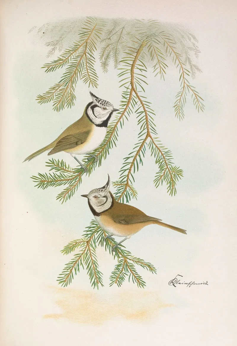 Parus Cristatus Wall Art by Johann Friedrich Naumann - High-Resolution Digital Print