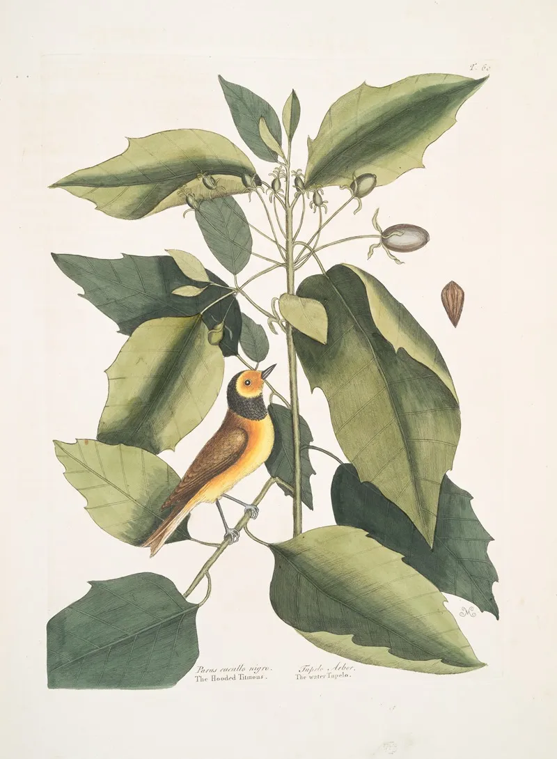 Parus Cucullo Nigro The Hooded Titmous Tupelo Arbor The Water Tupelo Wall Art by Mark Catesby - High-Resolution Digital Print