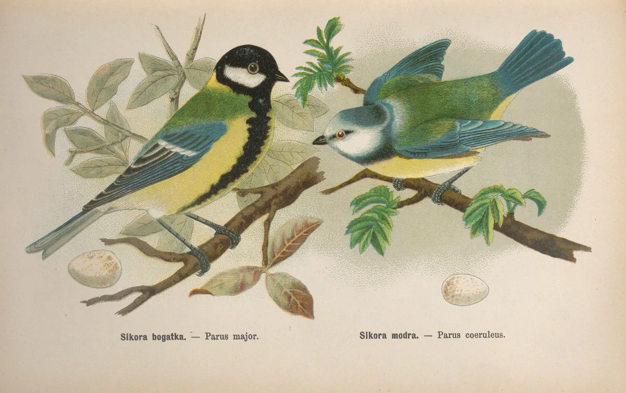 Parus Major Parus Coeruleus Wall Art by Bohdan Dyakowski - High-Resolution Digital Print