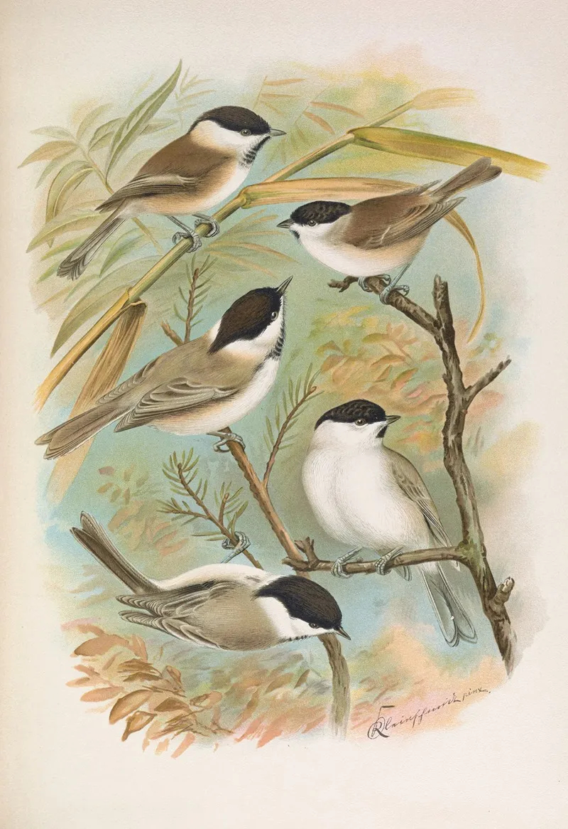 Parus Salicarius Montanus Borealis Liljeborg Dresseri Meridionalis Liljeborg Wall Art by Johann Friedrich Naumann - High-Resolution Digital Print