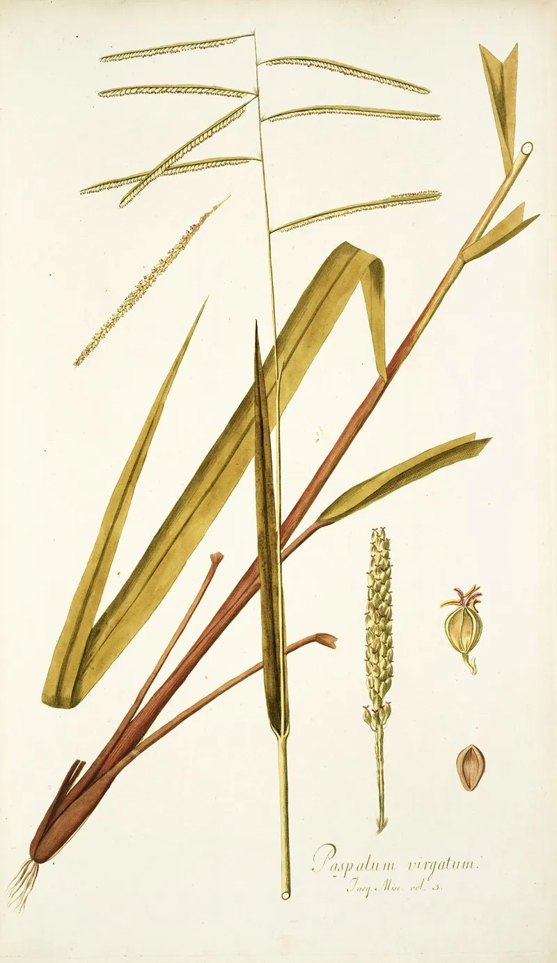 Paspalum Virgatum Wall Art by Nikolaus Joseph Freiherr von Jacquin - High-Resolution Digital Print