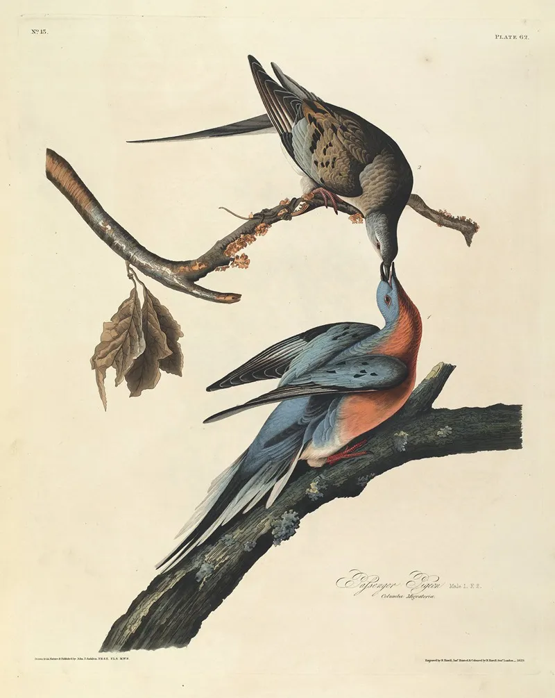Passenger Pigeon 2 Wall Art by John James Audubon - High-Resolution Digital Print