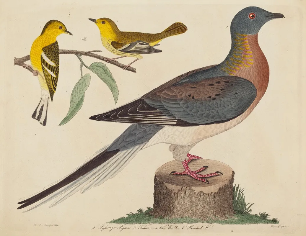 Passenger Pigeon Blue Mountain Warbler And Hemlock Warbler Wall Art by John G. Warnicke - High-Resolution Digital Print