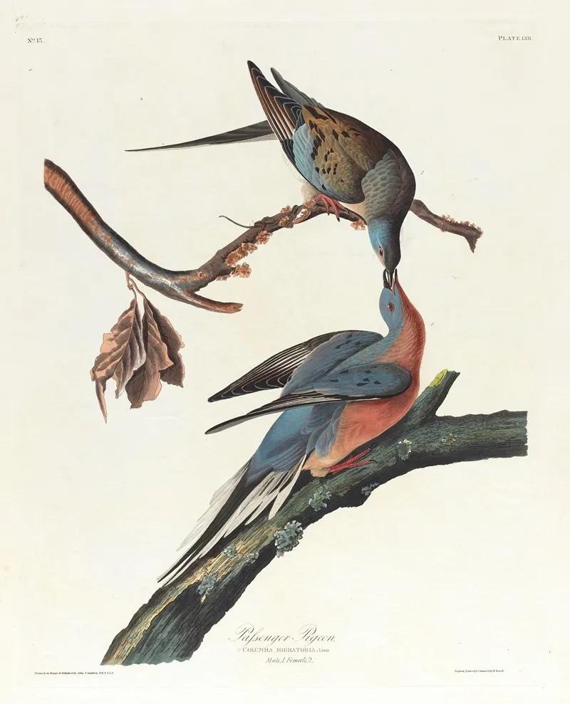 Passenger Pigeon Wall Art by John James Audubon - High-Resolution Digital Print