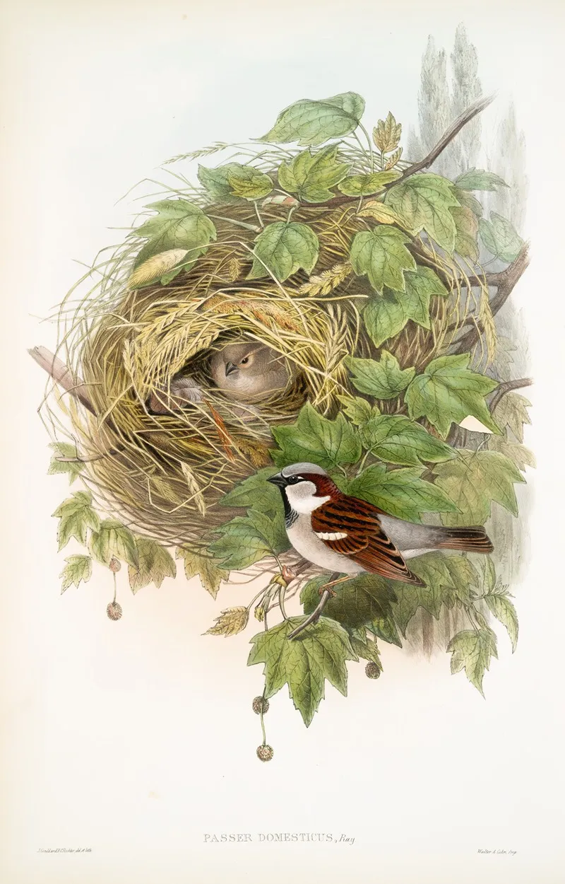 Passer Domesticus Common Or House Sparrow Wall Art by John Gould - High-Resolution Digital Print