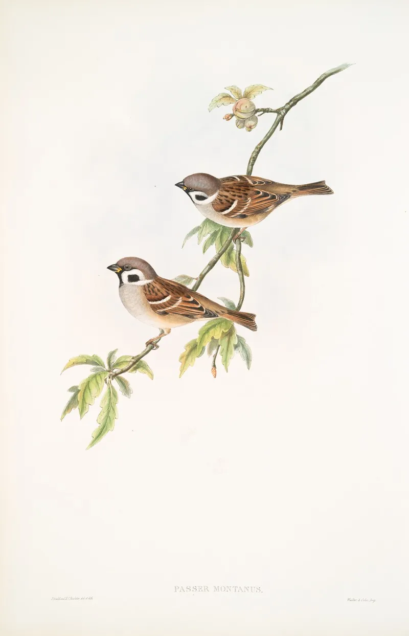 Passer Montanus Tree Sparrow Wall Art by John Gould - High-Resolution Digital Print