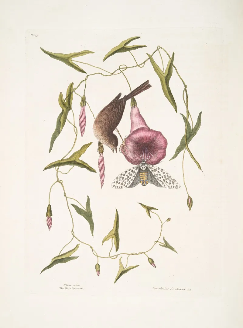Passerculus The Little Sparrow Convulvulus Caroliniensis The Purple Bindweed Of Carolina Wall Art by Mark Catesby - High-Resolution Digital Print