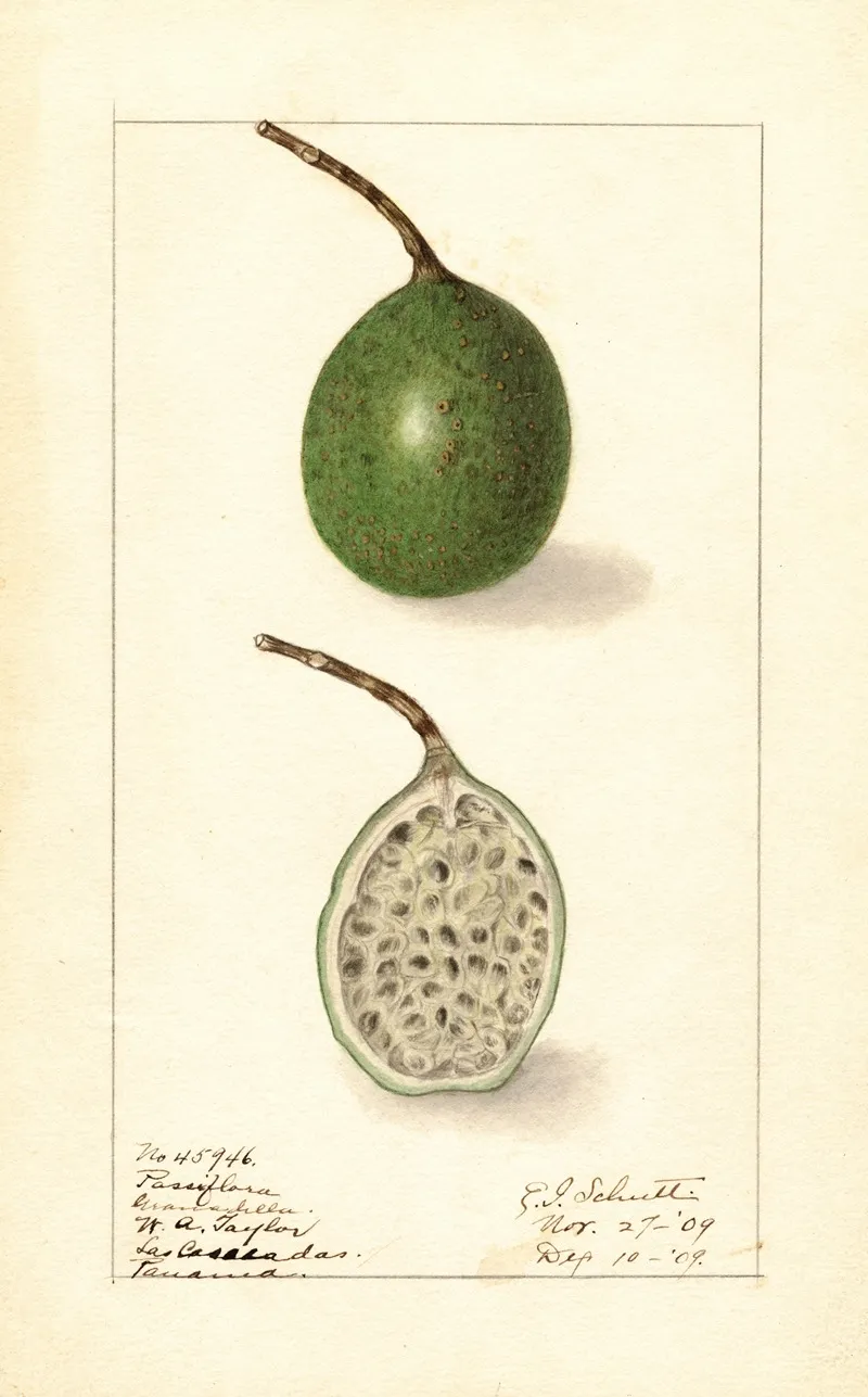 Passiflora 2 Wall Art by Ellen Isham Schutt - High-Resolution Digital Print