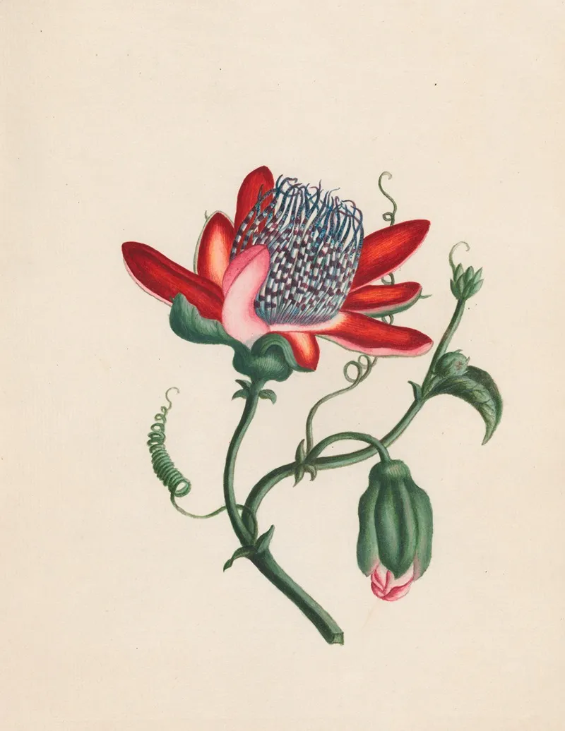 Passiflora Alata Winged Passion Flower West India Wall Art by R. B. F. - High-Resolution Digital Print