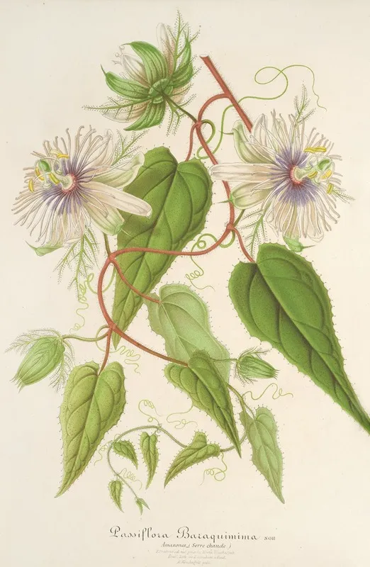 Passiflora Baraquiniana Wall Art by Charles Antoine Lemaire - High-Resolution Digital Print