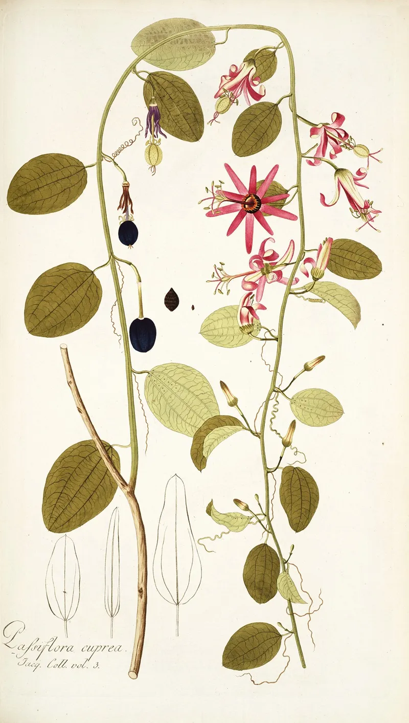 Passiflora Cuprea Wall Art by Nikolaus Joseph Freiherr von Jacquin - High-Resolution Digital Print