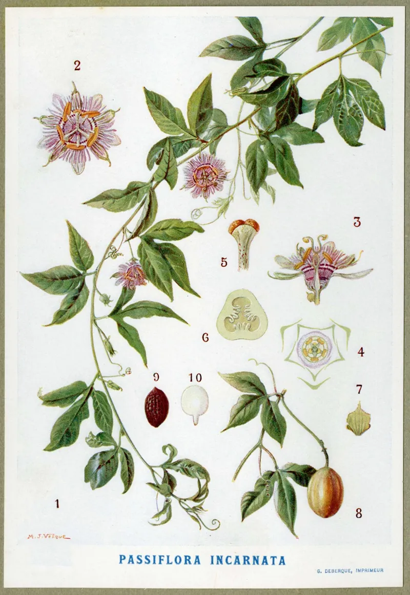 Passiflora Incarnata 2 Wall Art by M. J. Vélque - High-Resolution Digital Print