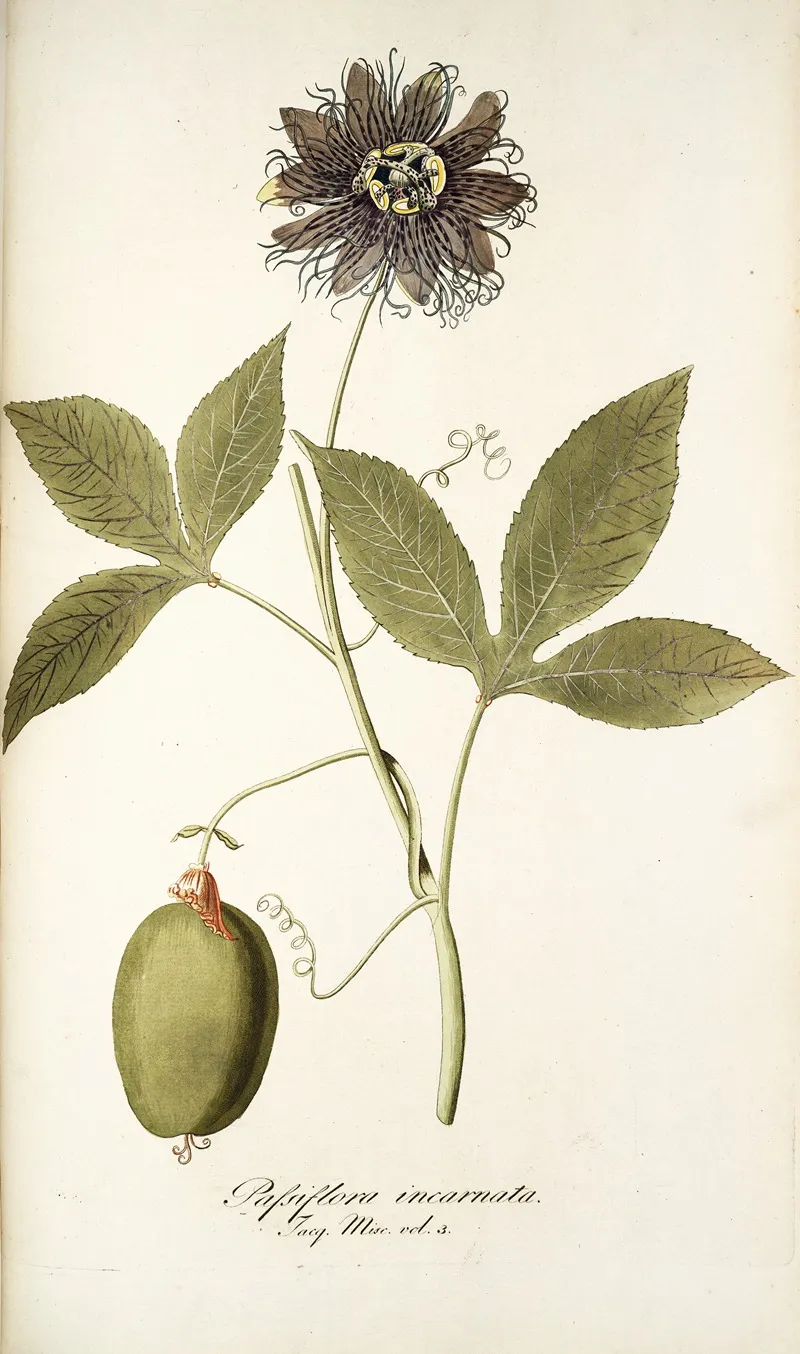 Passiflora Incarnata Wall Art by Nikolaus Joseph Freiherr von Jacquin - High-Resolution Digital Print
