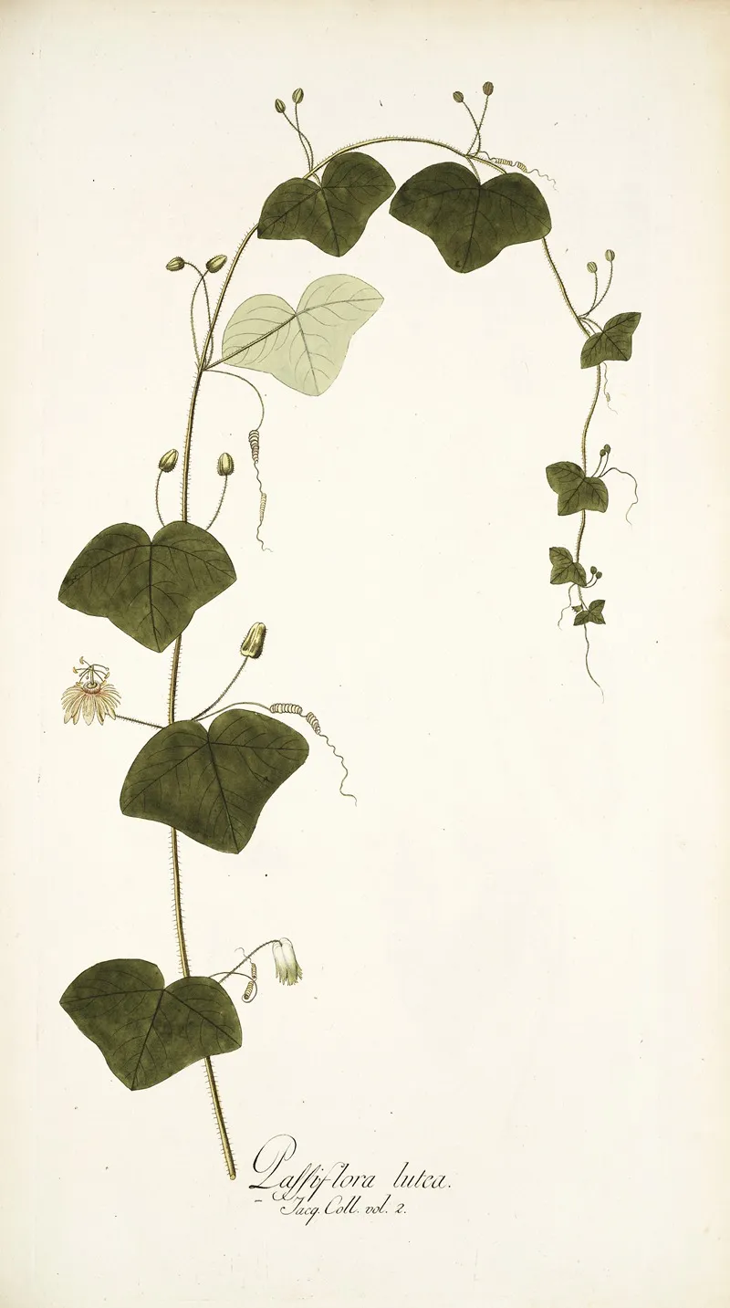 Passiflora Lutea Wall Art by Nikolaus Joseph Freiherr von Jacquin - High-Resolution Digital Print