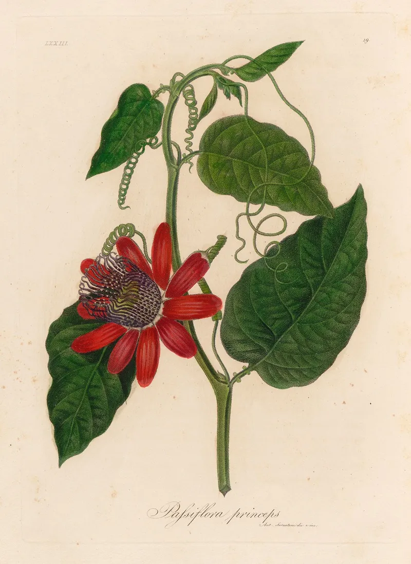 Passiflora Princeps 2 Wall Art by Gaetano Savi - High-Resolution Digital Print
