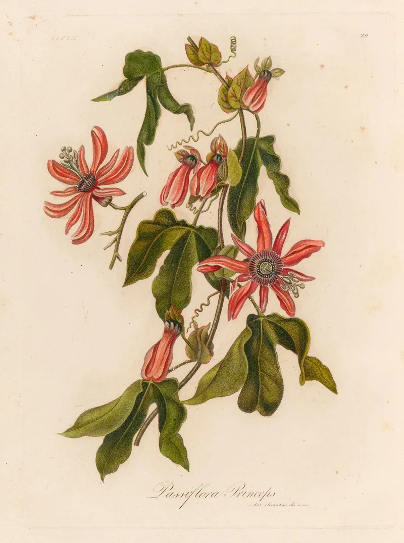 Passiflora Princeps Wall Art by Gaetano Savi - High-Resolution Digital Print