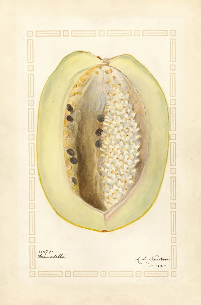Passiflora Quadrangularis Wall Art by Amanda Almira Newton - High-Resolution Digital Print