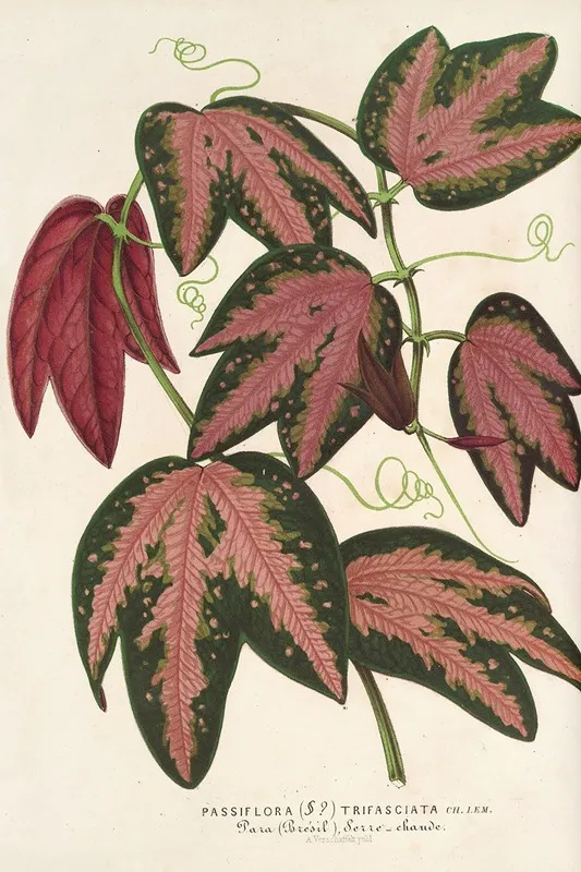 Passiflora Trifasciata 2 Wall Art by Charles Antoine Lemaire - High-Resolution Digital Print