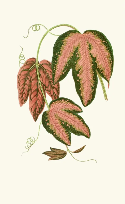 Passiflora Trifasciata Wall Art by Edward Joseph Lowe - High-Resolution Digital Print