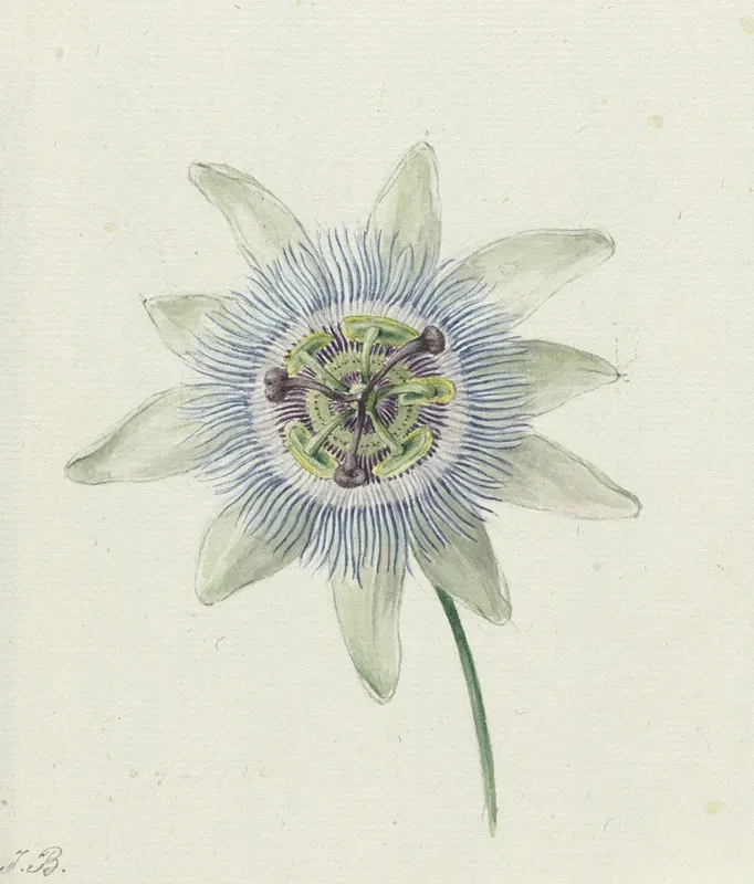 Passion Flower 2 Wall Art by Jean Bernard - High-Resolution Digital Print