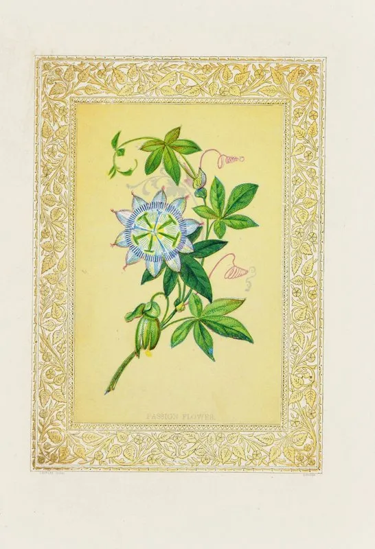 Passion Flower 3 Wall Art by John Henry Ingram - High-Resolution Digital Print