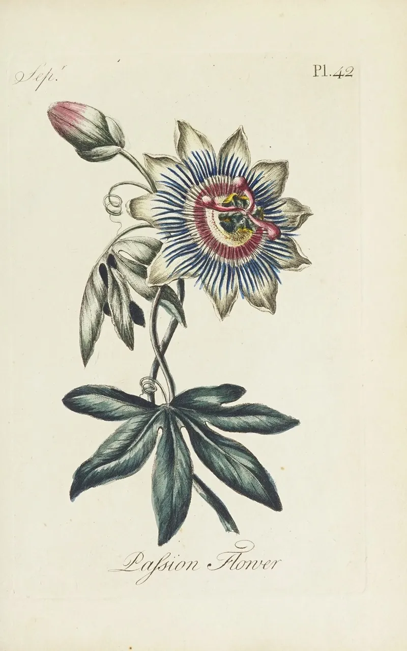 Passion Flower 4 Wall Art by Carington Bowles - High-Resolution Digital Print