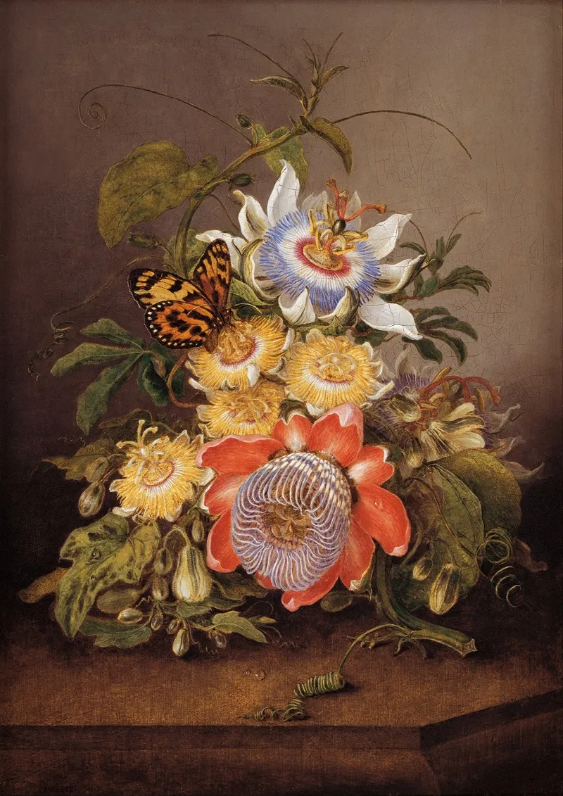 Passionflowers Wall Art by Ferdinand Bauer - High-Resolution Digital Print