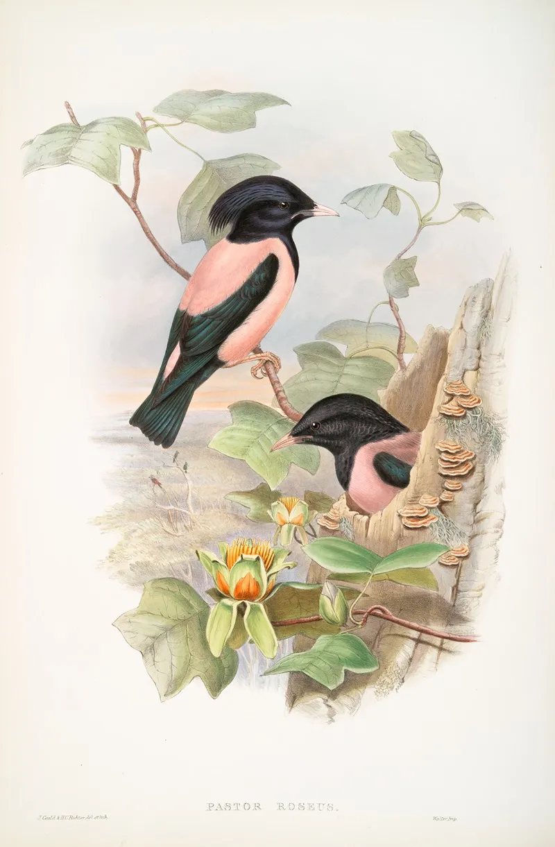 Pastor Roseus Rose Coloured Pastor Wall Art by John Gould - High-Resolution Digital Print