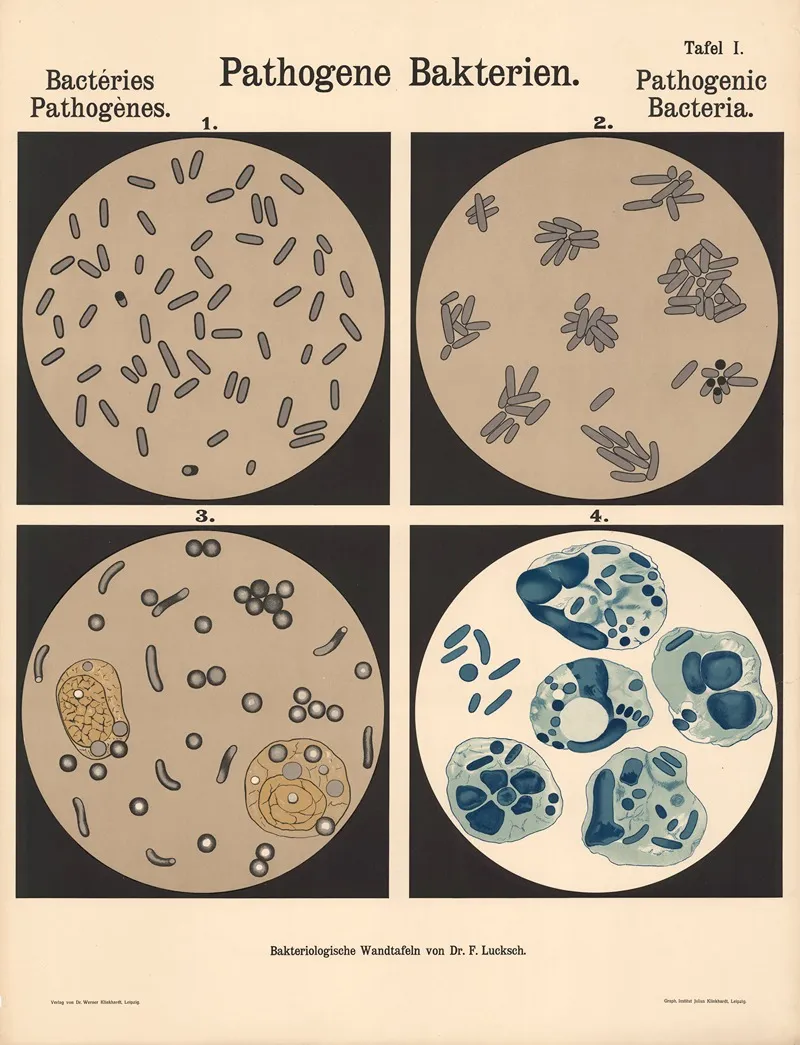 Pathogenic Bacteria Pl 01 Wall Art by Hans Ernst August Buchner - High-Resolution Digital Print