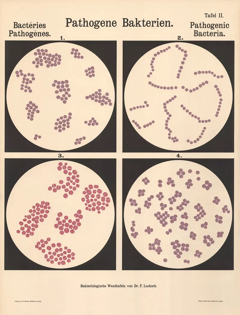 Pathogenic Bacteria Pl 02 Wall Art by Hans Ernst August Buchner - High-Resolution Digital Print