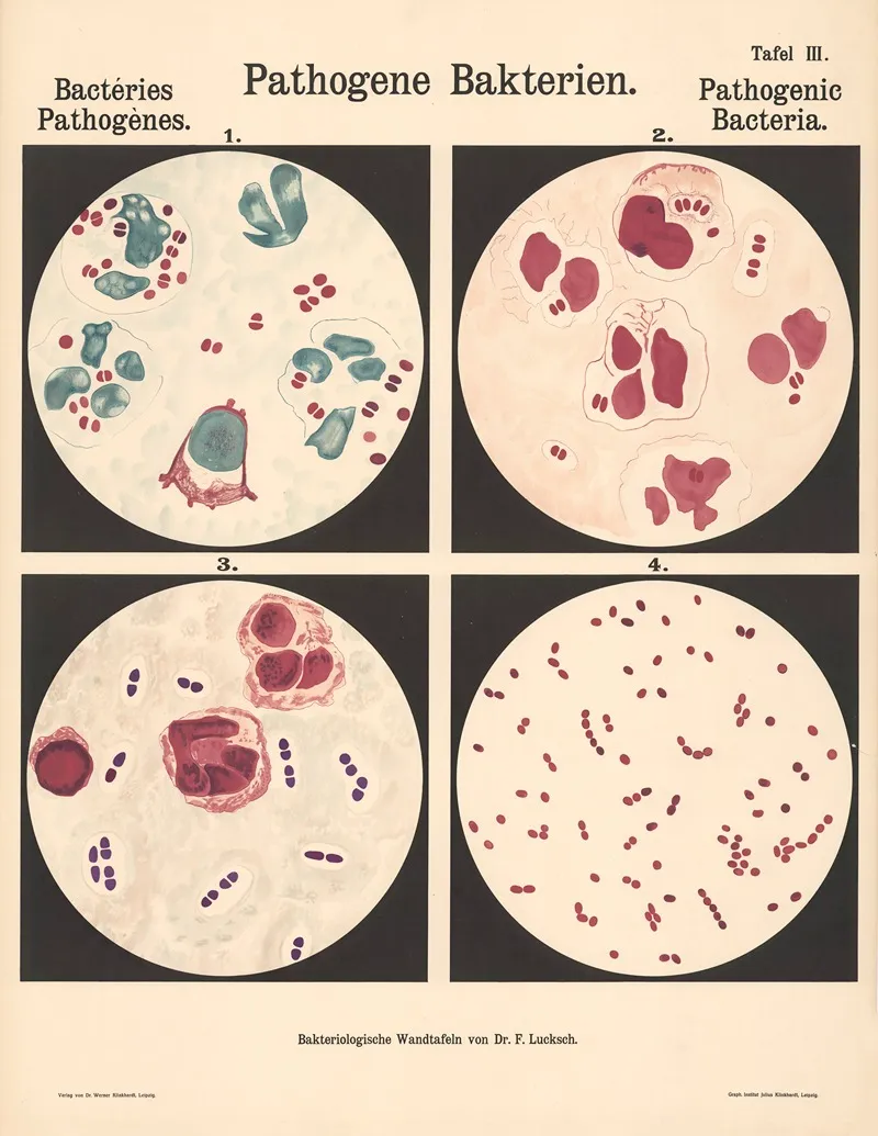 Pathogenic Bacteria Pl 03 Wall Art by Hans Ernst August Buchner - High-Resolution Digital Print