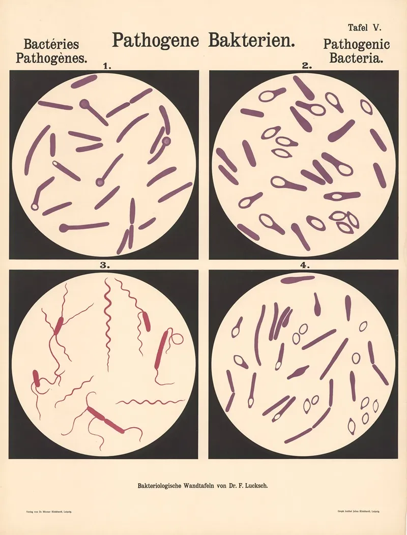 Pathogenic Bacteria Pl 05 Wall Art by Hans Ernst August Buchner - High-Resolution Digital Print