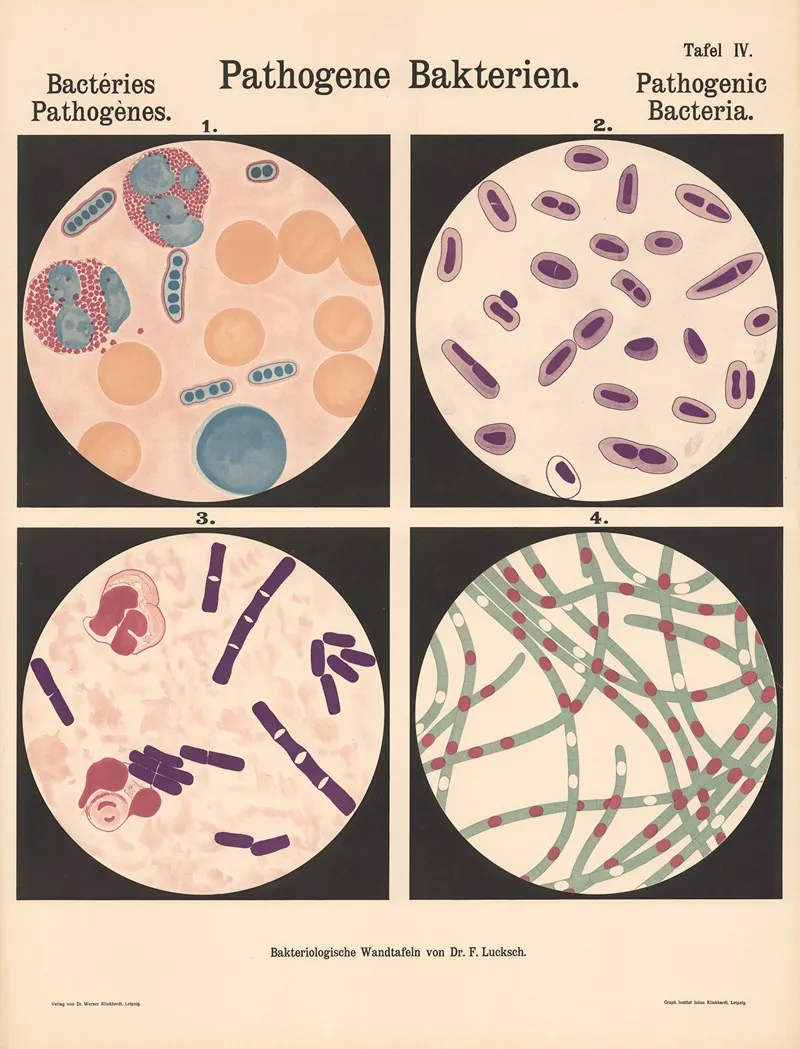 Pathogenic Bacteria Pl 06 Wall Art by Hans Ernst August Buchner - High-Resolution Digital Print