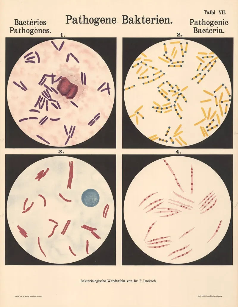 Pathogenic Bacteria Pl 07 Wall Art by Hans Ernst August Buchner - High-Resolution Digital Print