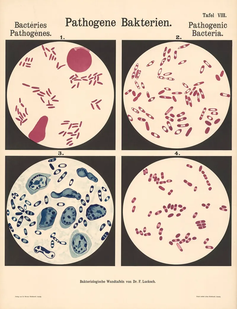 Pathogenic Bacteria Pl 08 Wall Art by Hans Ernst August Buchner - High-Resolution Digital Print