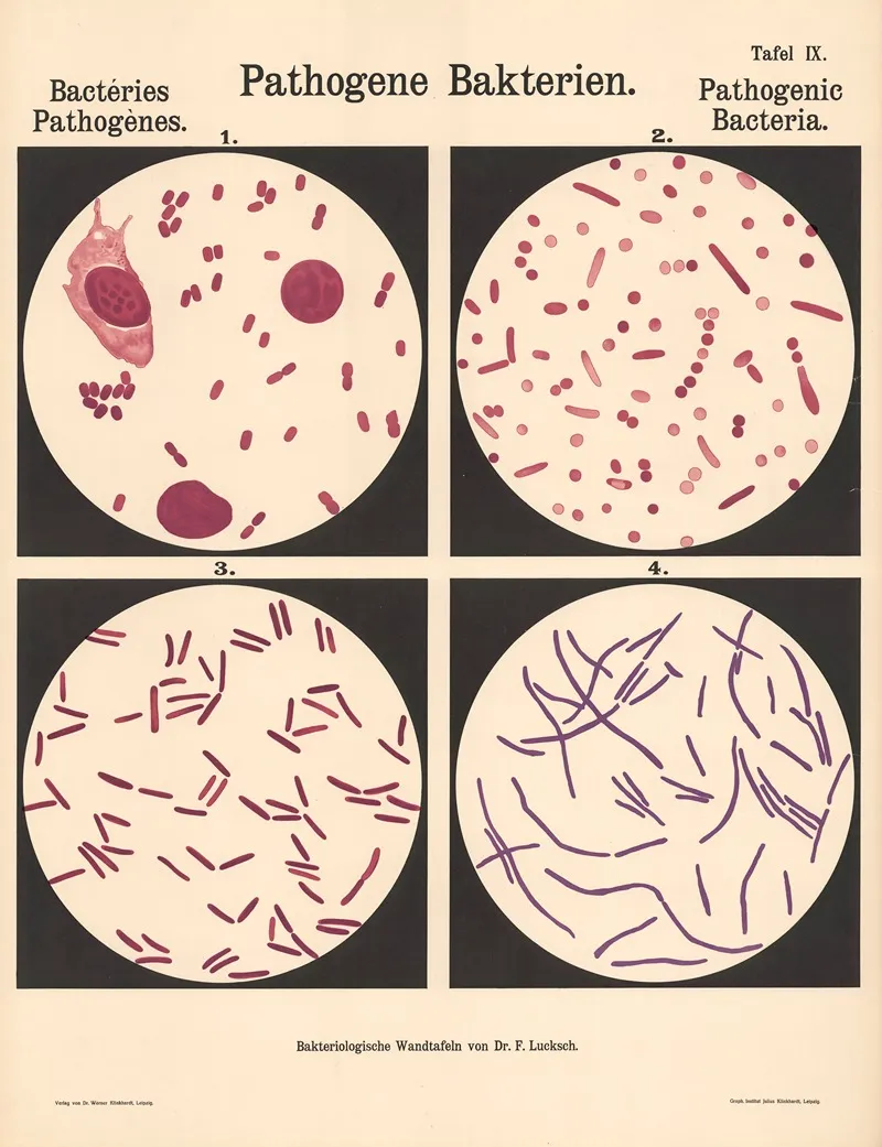 Pathogenic Bacteria Pl 09 Wall Art by Hans Ernst August Buchner - High-Resolution Digital Print