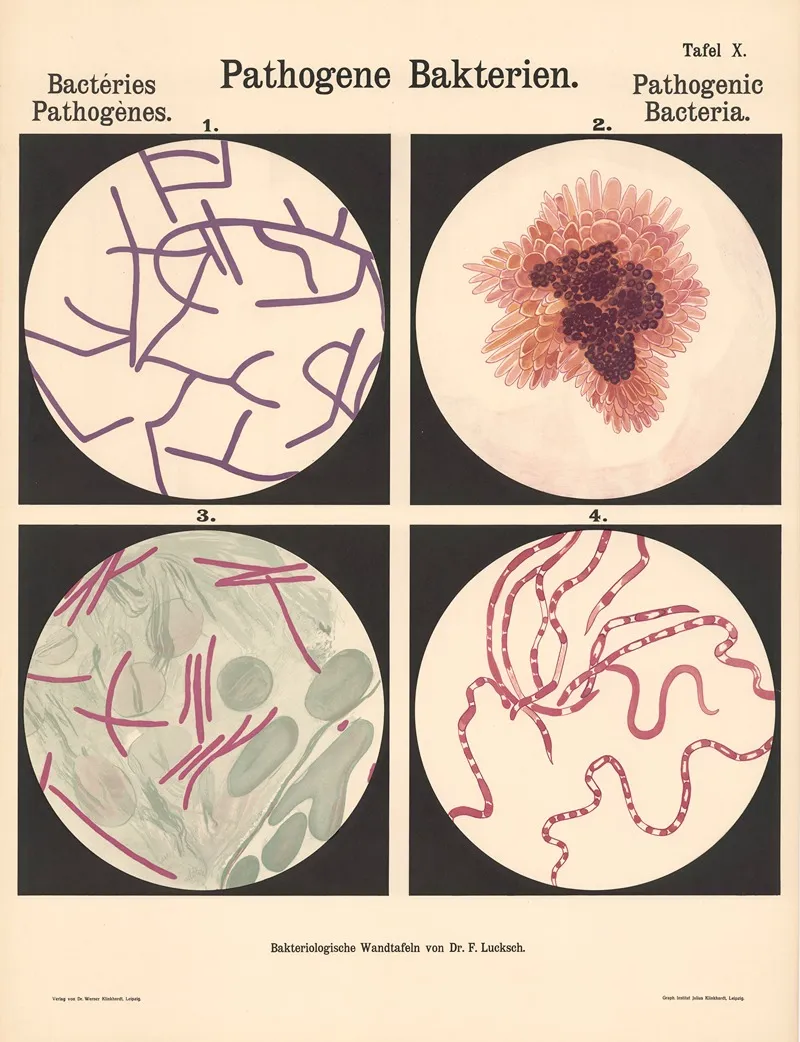 Pathogenic Bacteria Pl 10 Wall Art by Hans Ernst August Buchner - High-Resolution Digital Print