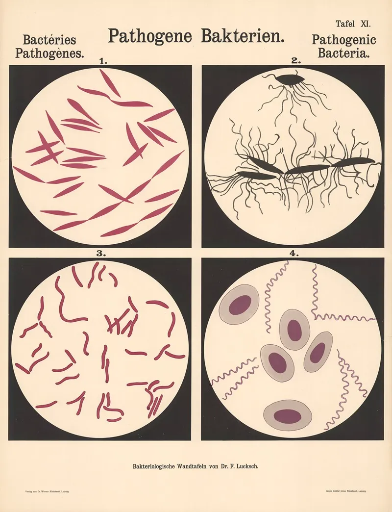 Pathogenic Bacteria Pl 11 Wall Art by Hans Ernst August Buchner - High-Resolution Digital Print