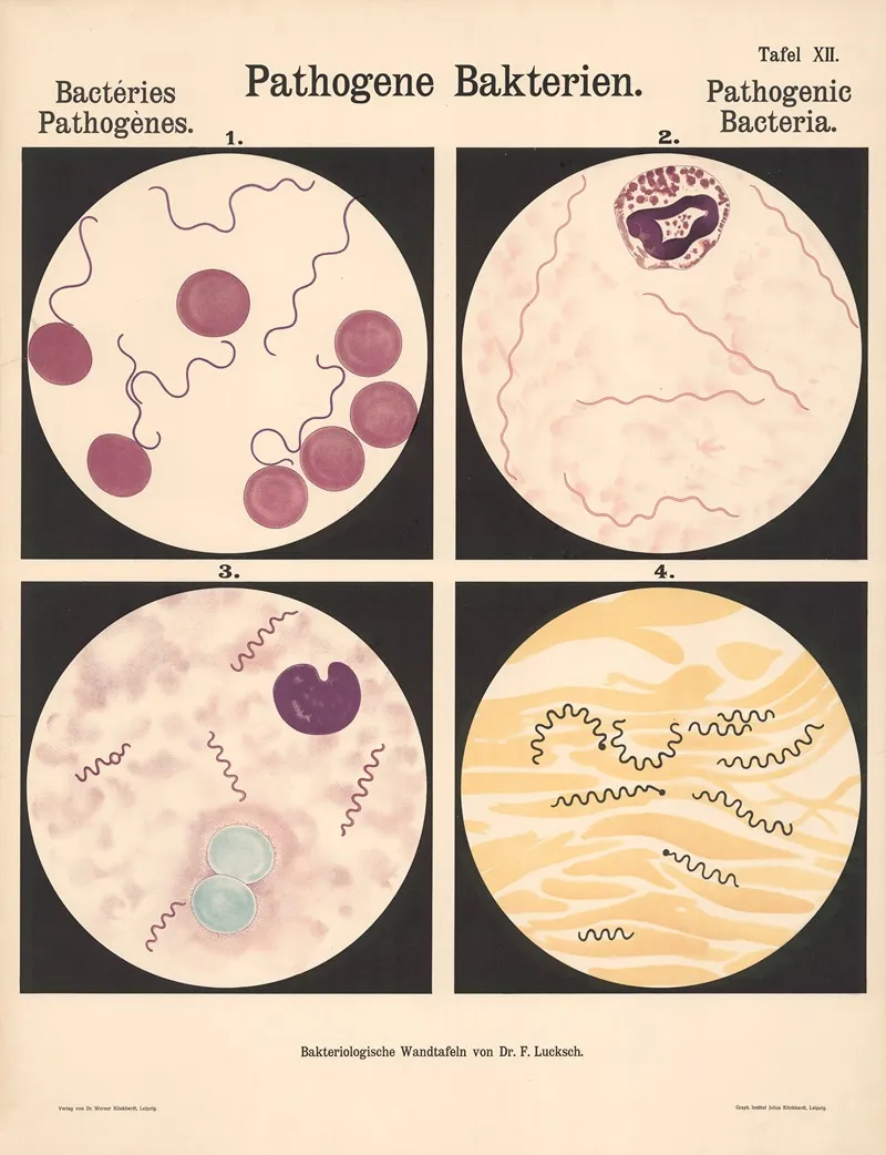Pathogenic Bacteria Pl 12 Wall Art by Hans Ernst August Buchner - High-Resolution Digital Print