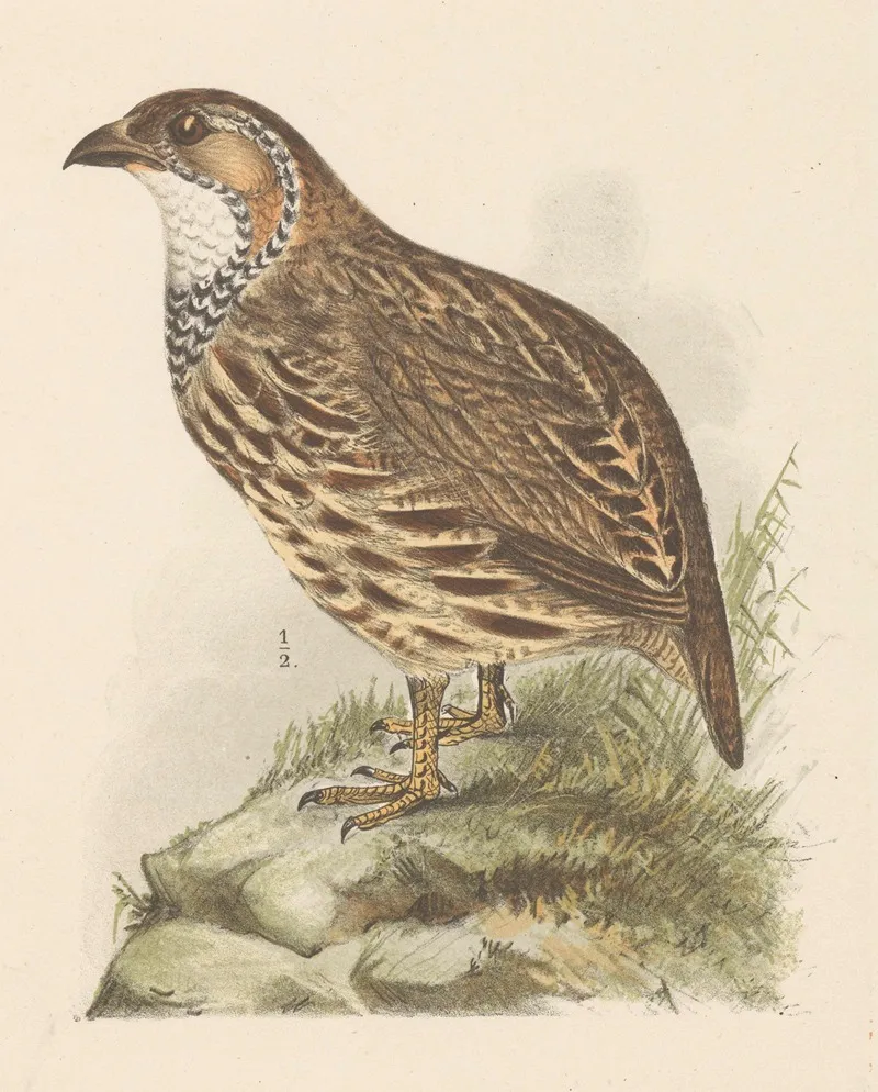 Patrijs Francolinus Jugularis