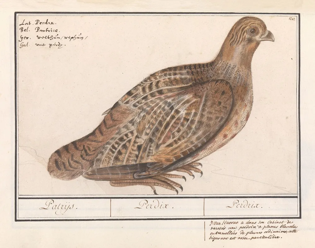 Patrijs Perdix Perdix Wall Art by Anselmus Boëtius de Boodt - High-Resolution Digital Print