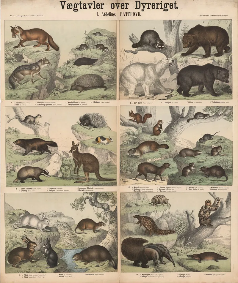 Pattedyr 2 Wall Art by P.T. Malling - High-Resolution Digital Print