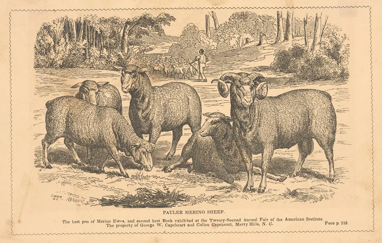 Pauler Merino Sheep