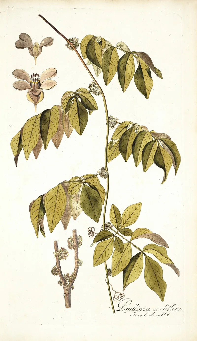 Paullinia Cauliflora Wall Art by Nikolaus Joseph Freiherr von Jacquin - High-Resolution Digital Print