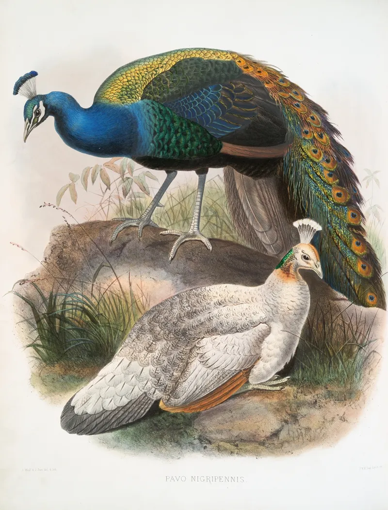 Pavo Nigripennis 2 Wall Art by Joseph Smit - High-Resolution Digital Print